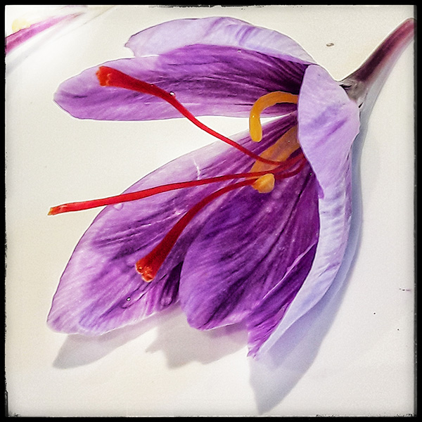 Crocus image crocus